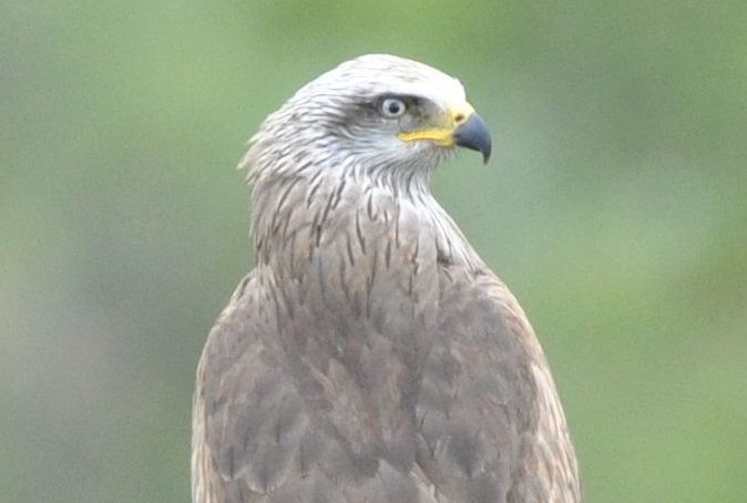 L’AMPOVIS coordonne un projet d’étude scientifique sur l’importance Epidémiologique du Milan Noir.
