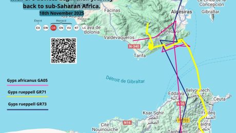 Suivi et Migration des Vautours Africains Équipés de GPS à Jbel Moussa
