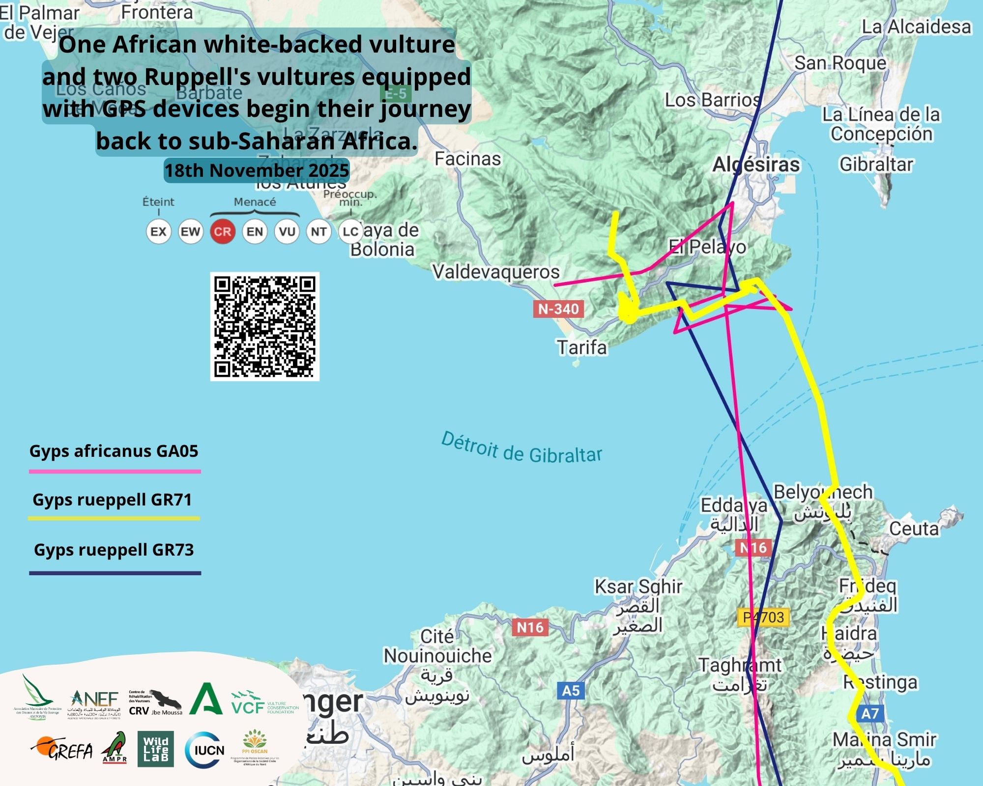 Suivi et Migration des Vautours Africains Équipés de GPS à Jbel Moussa