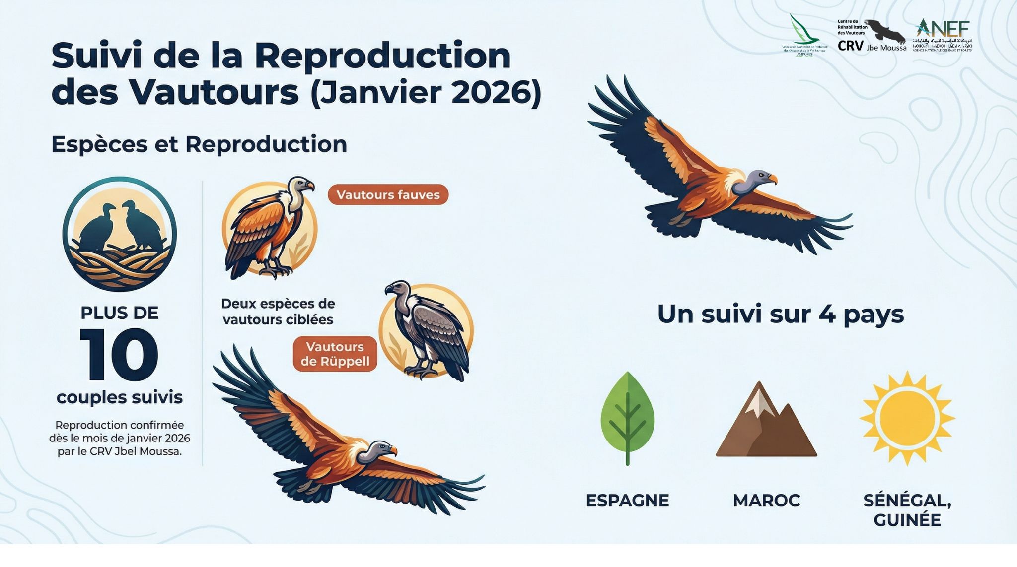 Reproduction des Vautours en 2026 : Espoirs en Espagne, Maroc, Sénégal et la Guinée