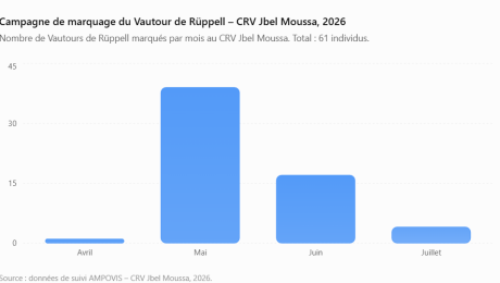 61 Vautours de Rüppell marqués au CRV Jbel Moussa en 2026
